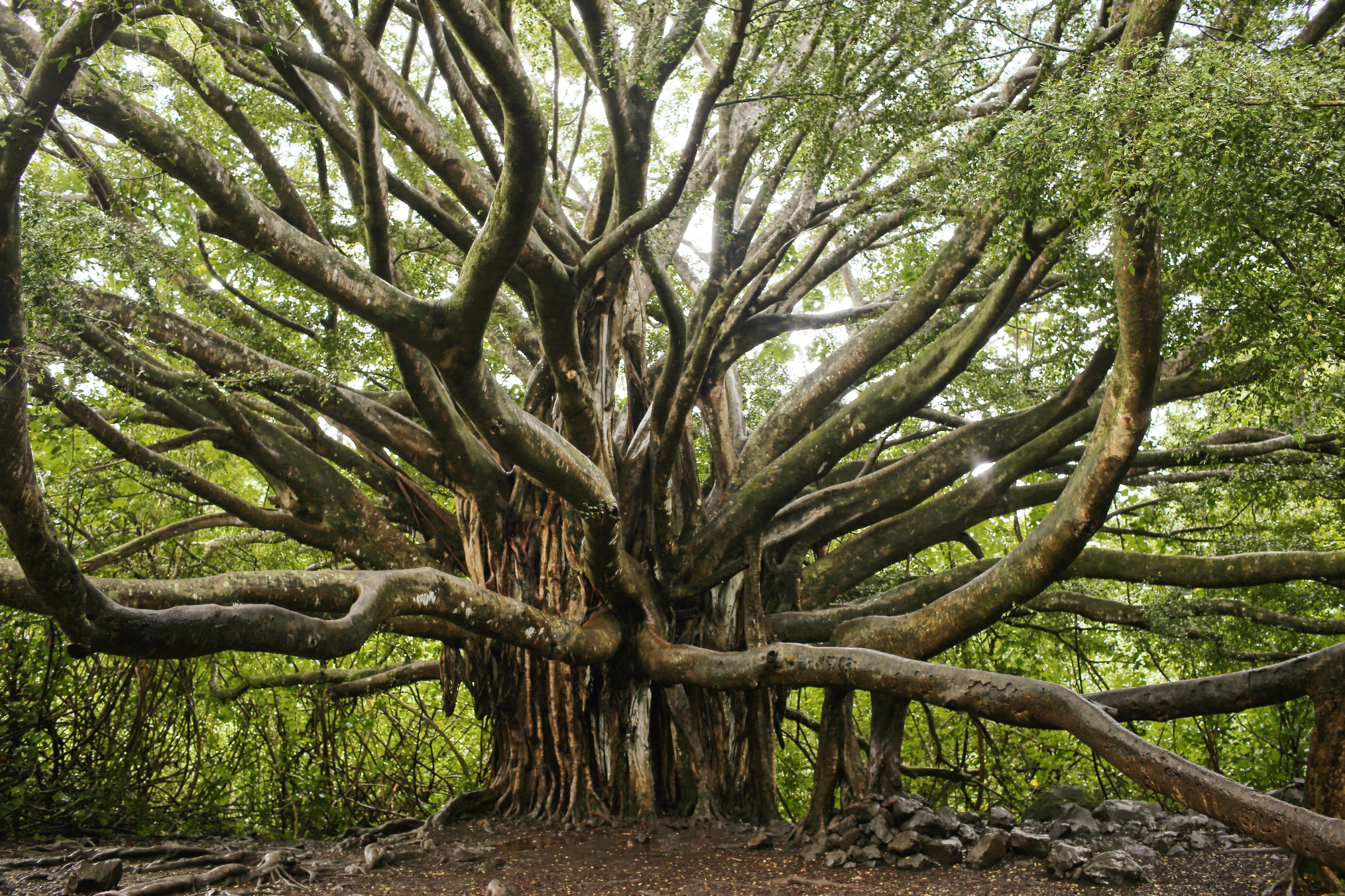 A banyan tree with many trunks and sprawling branches.