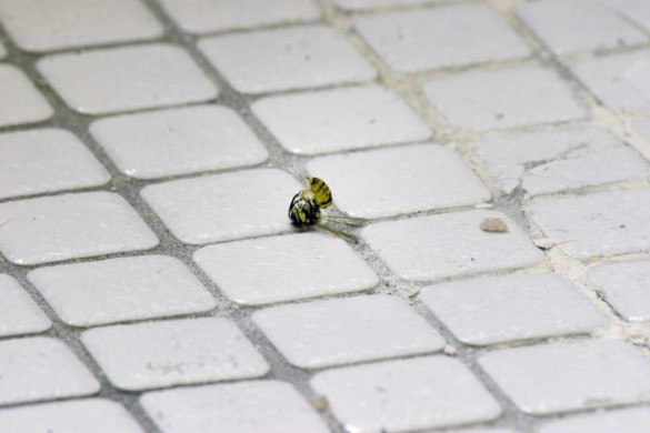 A dead wasp curled on cracked white bathroom tile lined with dirty grout.